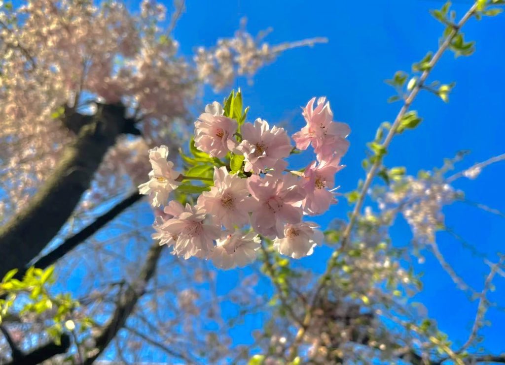 #羽生クラスタ植物部 に入部させて頂きました🥹🌷 ずっと憧れだったのですっごく嬉しいです！ 部員の皆様、これからよろしくお願いします🥹✨ 初投稿は羽生くんに北京落ちしてから初めて撮った2022年の桜の写真です🌸 桜って儚くて美しいですよね😭春自体も。 1番大好きな季節です💞