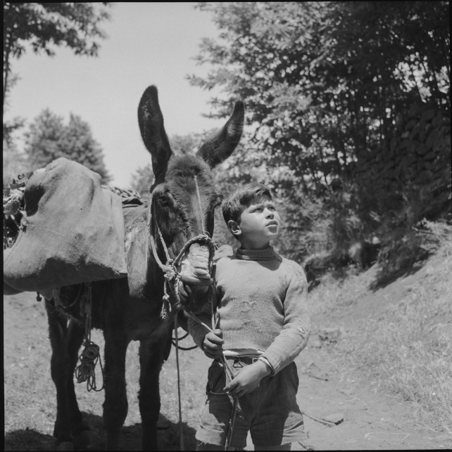 As it’s #DonkeyWeek this image of a donkey with a Sicilian boy called Pippo had to be our choice for this week’s #PhotoFriday! The image is part of the Poignant collection, which contains over 17,500 photographs, including dozens of this sweet pair.