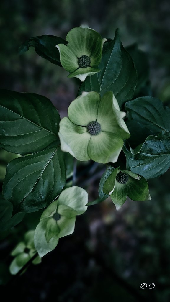 I've always wanted a dogwood in my yard. Last year I finally got one. It is front and center on my back upper lawn and its beautiful petals are just emerging. I hope you all have a wonderful Wednesday #HappyHumpDay 🐫 #photographers & #photographylovers #naturelovers