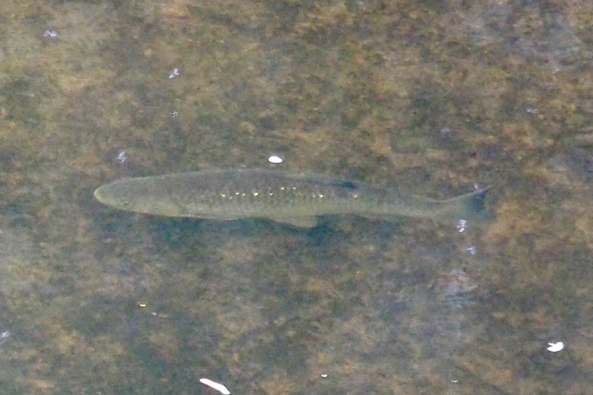 Hey fishy folk!
Some v poor photos of fish moving upstream in New Earswick.

Good sizes - a couple of larger ones 6-8 inches. Smaller 4-6”.
Would love some help with ID. (Google lens & inaturalist say chub) 🤷‍♀️ #fish #riverfish
Thanks. Sarah