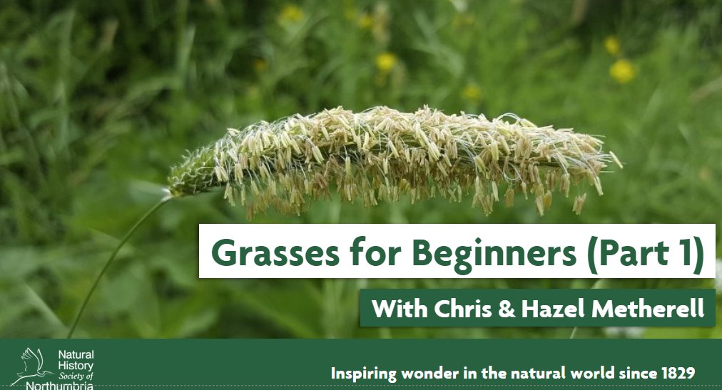 Intrigued by grasses but unsure where to start? This workshop could be for you! 🌾 Join NHSN's Botany Group for an introduction to grasses and their identification with a focus on species found in heathland, woodland and meadows. Find out more -> ow.ly/2VBZ50RzcbH #botany
