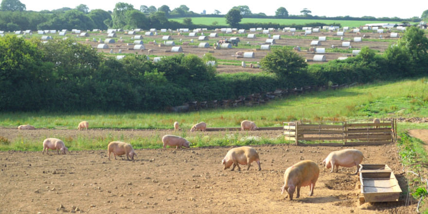 Partner in our #Agriculture, Environment and Regulatory team, Aled Owen speaks to @FarmingUK encouraging those that run farm businesses to take swift action to protect their land and property from animal activists. Read Aled's commentary here: ow.ly/zI8950Rzfwu