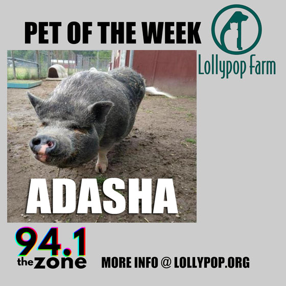 Adasha came with two babies in tow. Those babies are grown up, so Adasha decided to do her own thing. The farm staff gave Adasha a friend: Martha! They're very bonded & would like to find a home together. Hit @lollypopfarm for more info! #PetOfTheWeek  #LollpopFarm #Adasha