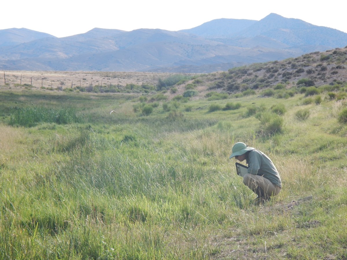 Happy #WetlandWednesday! Since 2013, our teams have surveyed over 500 sites, focusing on plants, soil, water, and stressors to assess wetland health. Dive into our plant survey data here: ow.ly/O1HS50Rzl89 #utahgeology #wetlandplants