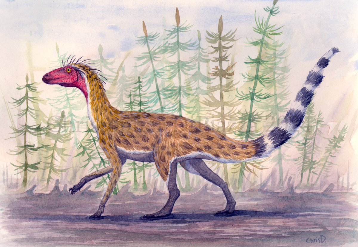 Newest #watercolor is of the #Triassic #reptile that may or may not have been a dinosaur, #Silesaurus. I was commissioned to make this for a really cool #museum display here in #Maryland. More on that later. #paleoart
