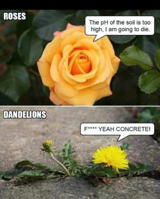 Dandelions are fierce. 😂

#LOL #PlantJokes #Dandelions #EmeraldLawnNJ #EmeraldLawnScapes #NJLawnCare #NJLandscaper #MorrisCounty #BoontonNJ #NJSmallBusiness #FamilyOwned