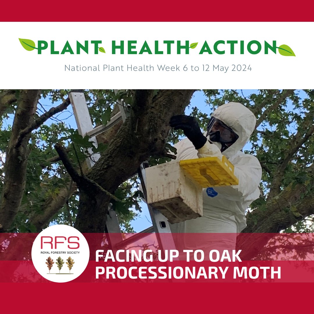 🐛 Oak Processionary Moth can cause harm to humans & animals, & weaken oak trees. ow.ly/ZWXr50RsHex ⚠️Spot OPM? Report immediately via Tree Alert: ow.ly/PGyK50RsHey #PlantHealthWeek #InvasiveSpecies #OakProcessionaryMoth #OPM #TreeAlert Photo credit @Maydencroft