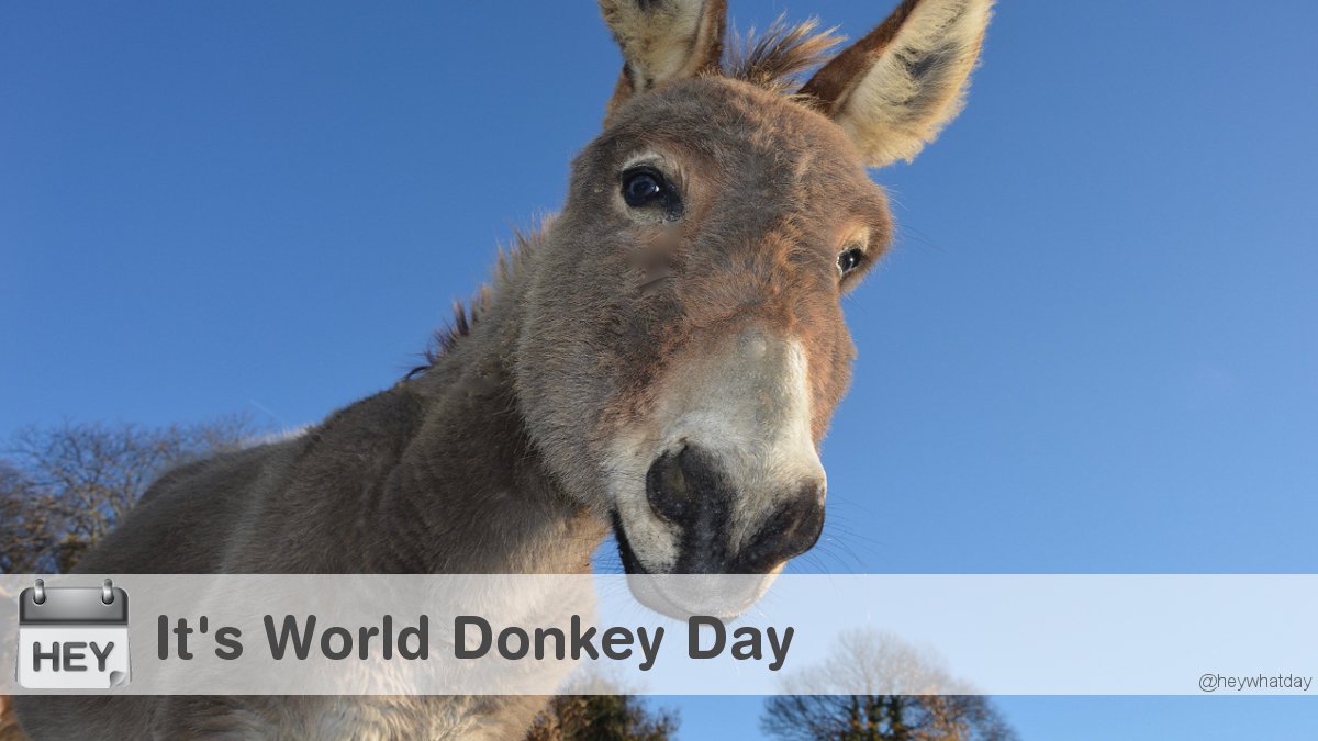 It's World Donkey Day! #Donkey #WorldDonkeyDay #DonkeyDay