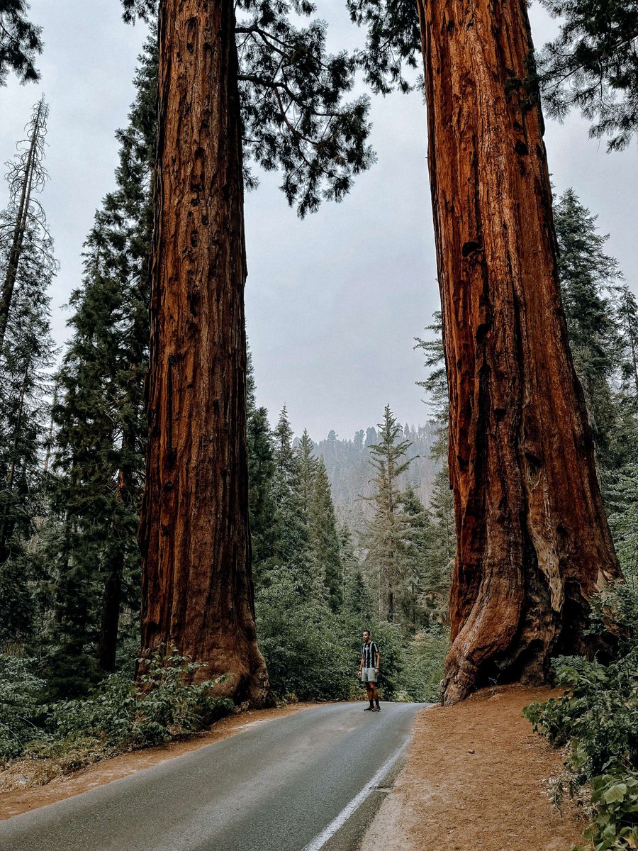 Coach-Net tweet media