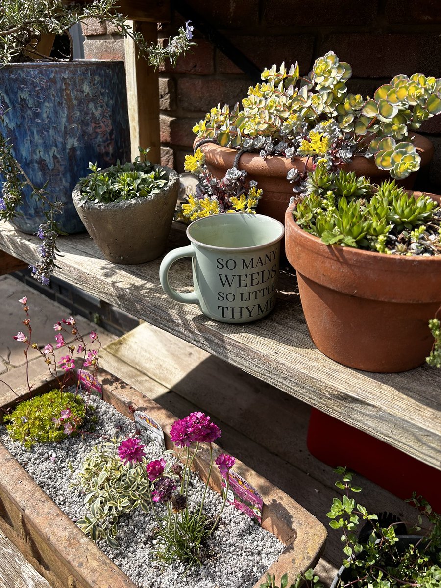 I must try and get round to painting this plant display stand this year, and the back gate. Anyone else got a long to do list? #gardeningjobs #gardens  #GardeningX #mygarden