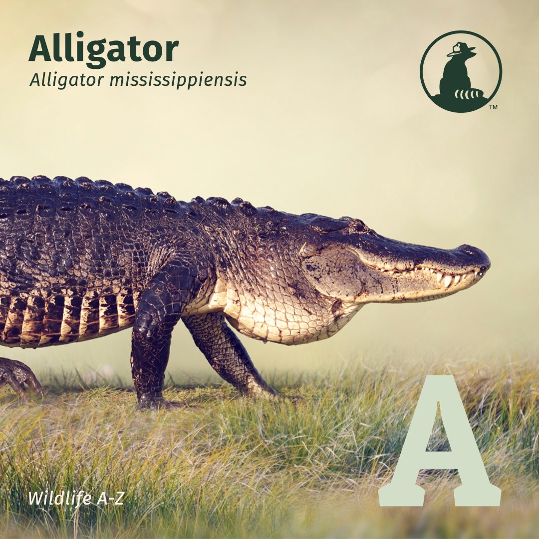 Did you know an alligator can go through 3,000 teeth in a lifetime? In the wise words of Steve Irwin, 'Crikey!' 🐊 Alligators have between 74 and 80 teeth in their mouth at a time and are found in the coastal wetlands of the U.S. from North Carolina to the Rio Grande in Texas.