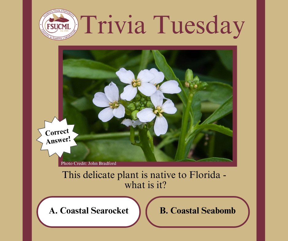 ...and the answer is 'A' Coastal Searocket (Cakile lanceolata)! This dainty plant's stems and leaves are edible and are often compared to the taste of a turnip, but may also be peppery or mustard-like.