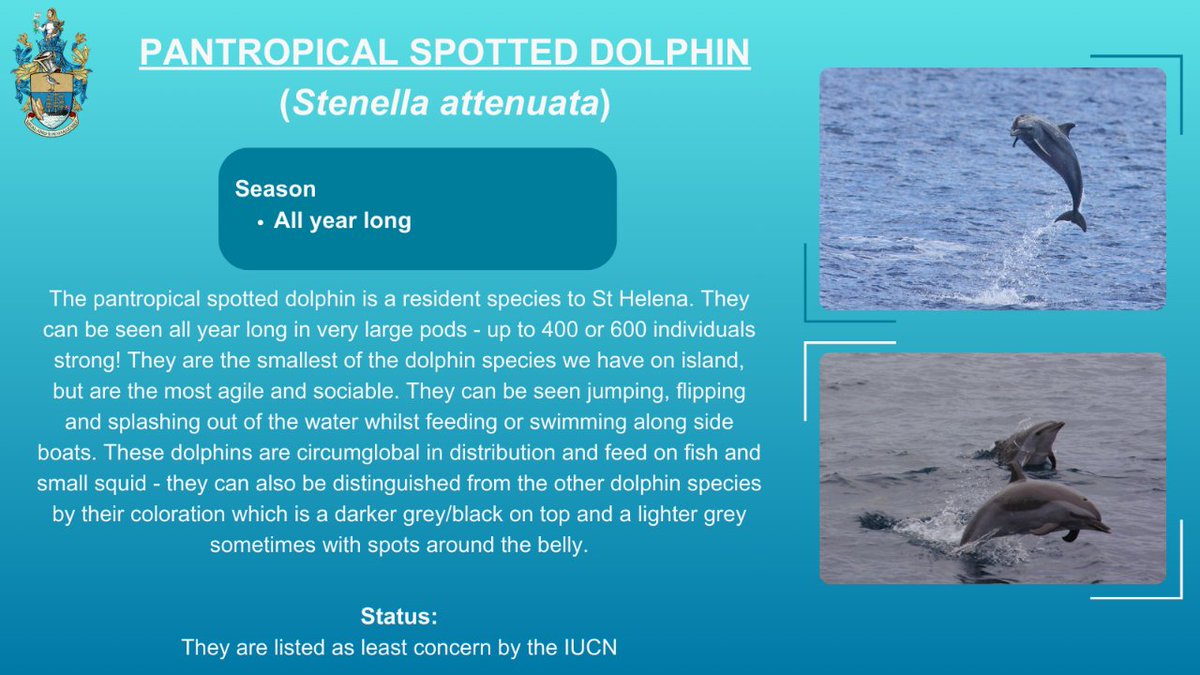 This resident dolphin species is very acrobatic, they're regularly seen splashing and jumping out of the water. They are seen all year long sometimes in large pods, 400 - 600 individuals strong! 

Tap below to learn about these lively dolphins!

#smallislandBIGFUTURE #sthelenampa