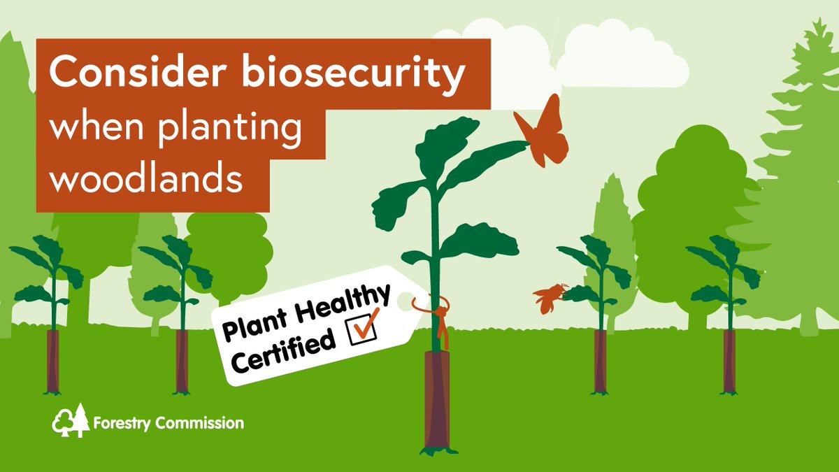 Use biosecure trees from nurseries with Plant Healthy certification or similar to protect against pests and diseases. Plant a diversity of tree species to encourage greater resilience and adaption to climate change. planthealthy.org.uk/certification #PlantHealthWeek #TreeHealth