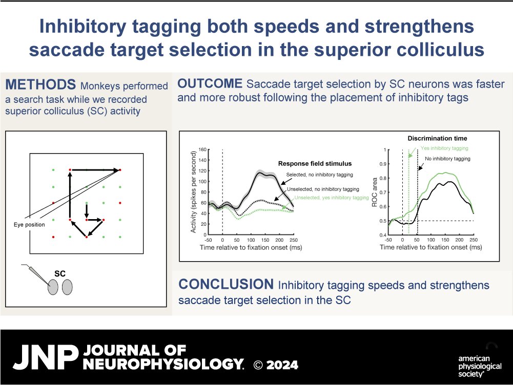 #ShortReport➡️#InhibitoryTagging both speeds and strengthens saccade #TargetSelection in the #SuperiorColliculus during visual search (Christopher Conroy et al.)

🖱️ ow.ly/ghoh50RySbV

#saccades #Neurophysiology #JNeurophysiol