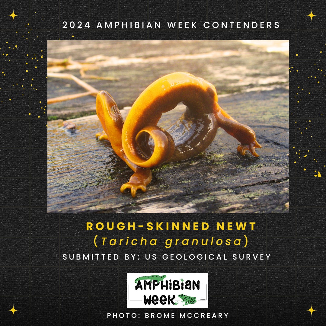 It's Amphibian Awareness Week! Head over to ow.ly/53mH50RyRTF to vote for the acrobatic rough-skinned newt for the most extreme amphibian athlete. The contender with the most likes is the winner. Voting ends May 9 at 9:00 PM ET, so vote today! #AmphibianWeek
