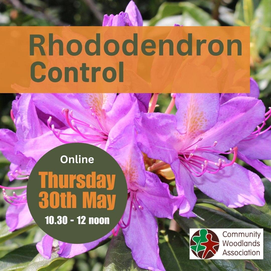 An unmissable opportunity to benefit from the experience, knowledge and wisdom of our 3 guest speakers - Gordon Gray Stephens @GGrayStephens nativewoods.co.uk, Rob Dewar (@N_T_S ) and Grant Holroyd (@WoodKnoydart , Knoydart Forest Trust). communitywoods.org/rhododendron-c…