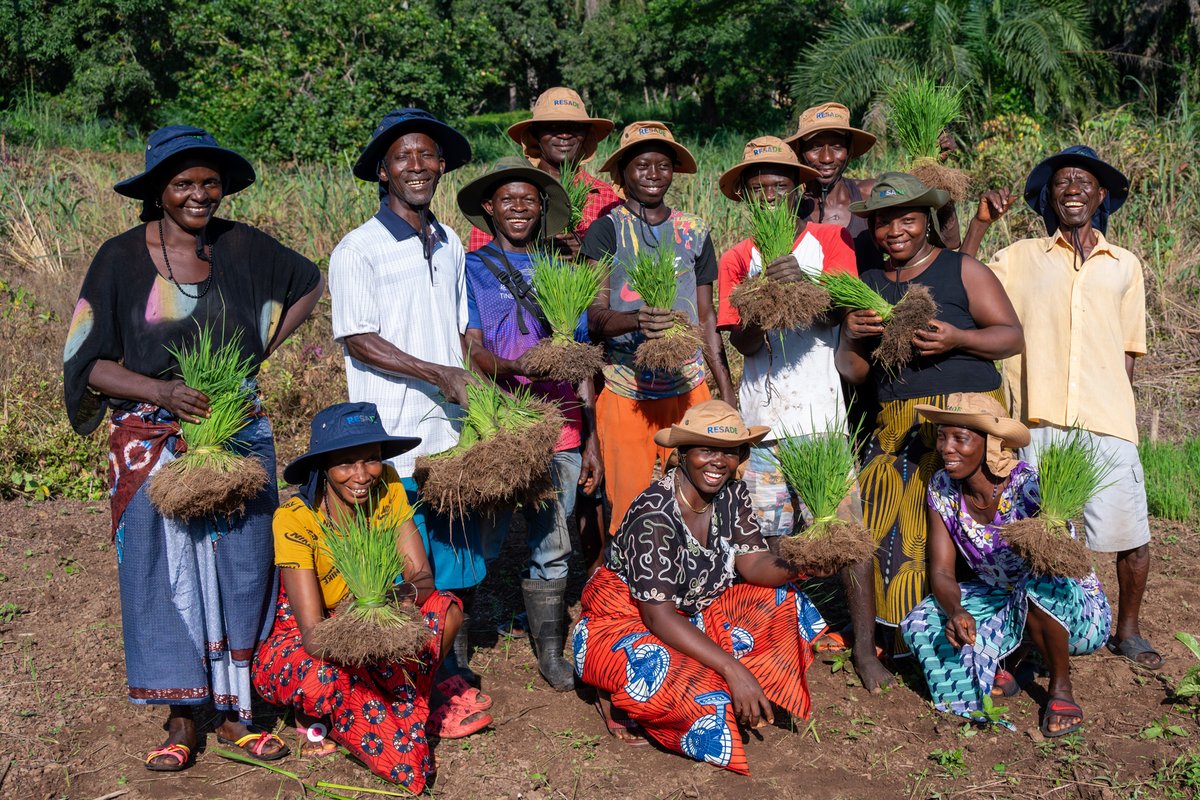 ICBAAgriculture's tweet photo. ICBA’s #RESADE project team has conducted a series of train-the-trainer workshops in Sierra Leone to teach farmers how the straight row method of planting rice can maximize yields. Read the story here: https://t.co/1lyQVl8KS9 https://t.co/ew3KXNZg80