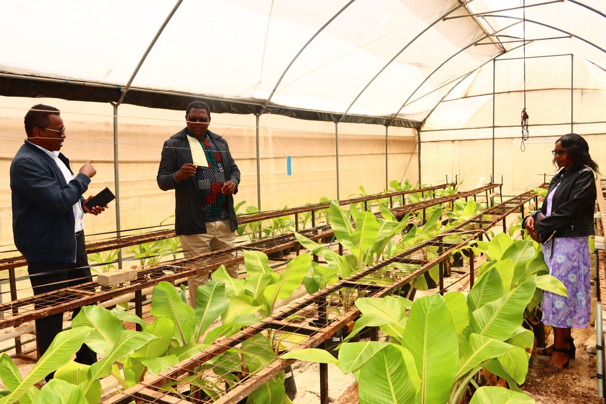 JKUAT's Research Project on Cultivated Enset is led by Dr. Sylvester Anami and Dr Grace Mungai both from the Institute of Biotechnology Research (IBR). Although Wild Enset grows in many parts of Kenya it is mostly used for ornamental purposes. The two researchers have…