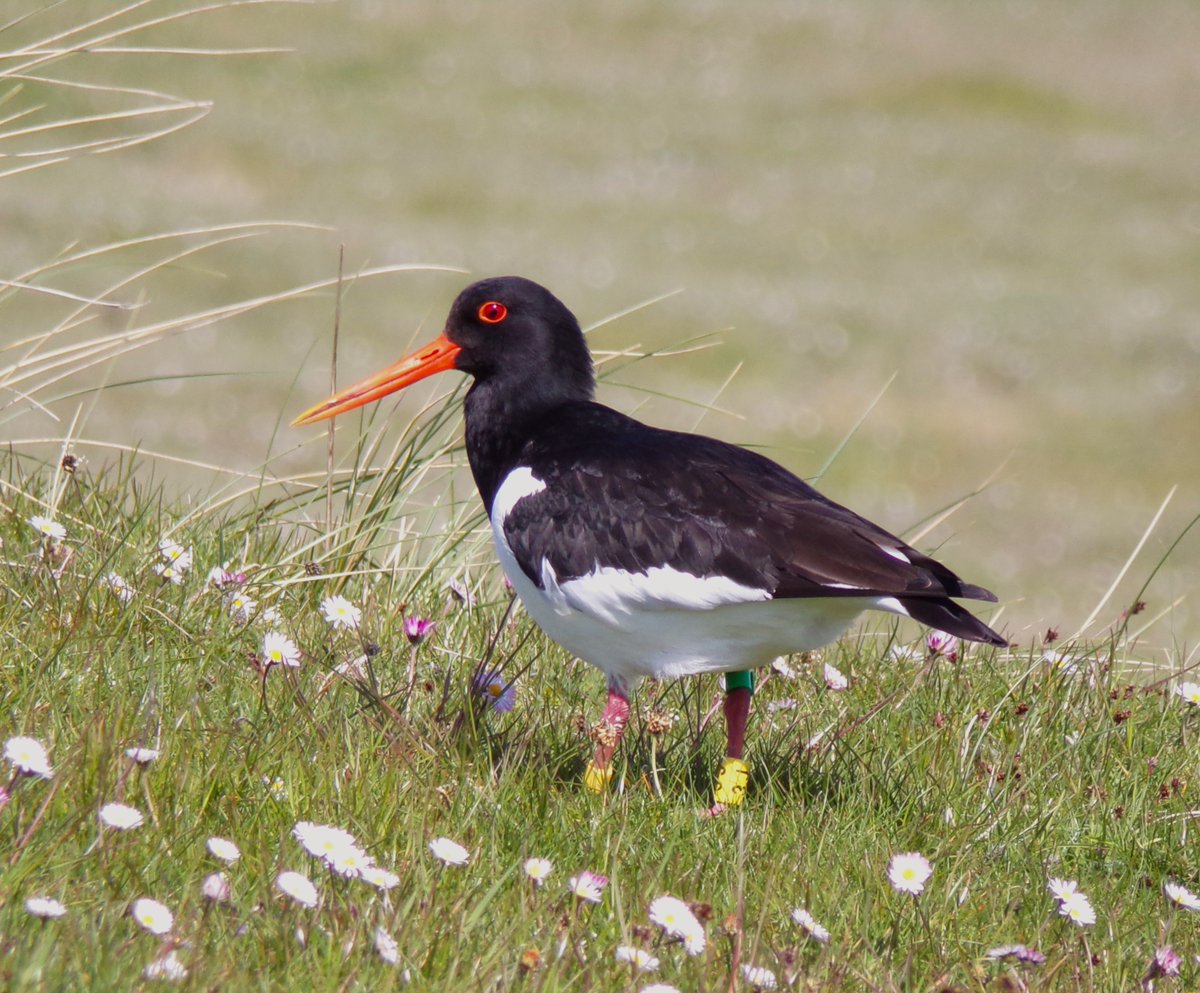 New Dublin Bay ringed Oystercatcher '3J' at the Green #Tiree yesterday - the 11th individual from this Irish marking scheme to be recorded from (and likely breeding on) the island @TaraAdcock @rickywhela90923 @DublinPortCo