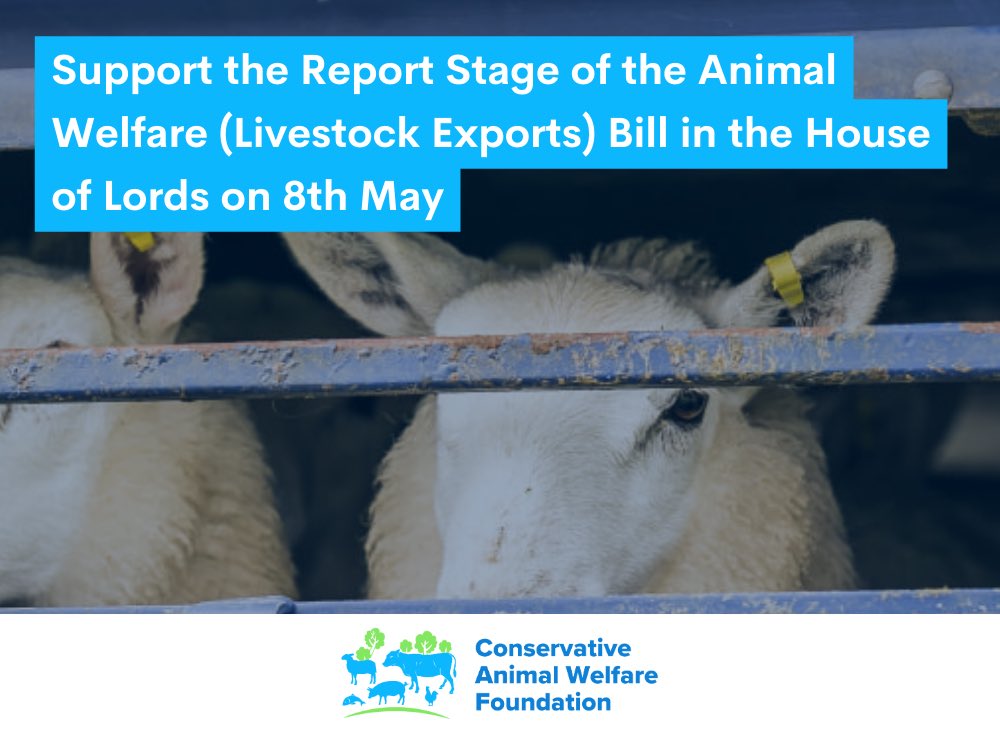 The Animal Welfare (Livestock Exports) Bill has its Report Stage in the House of Lords today. It delivers on a key manifesto commitment to ban the export of live animals including cattle, sheep, and pigs for slaughter & fattening #BanLiveExports