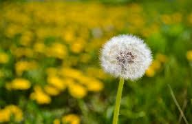 Always good to see the Green Party trending, if elected they intend to give everyone a dandelion 
#r4today