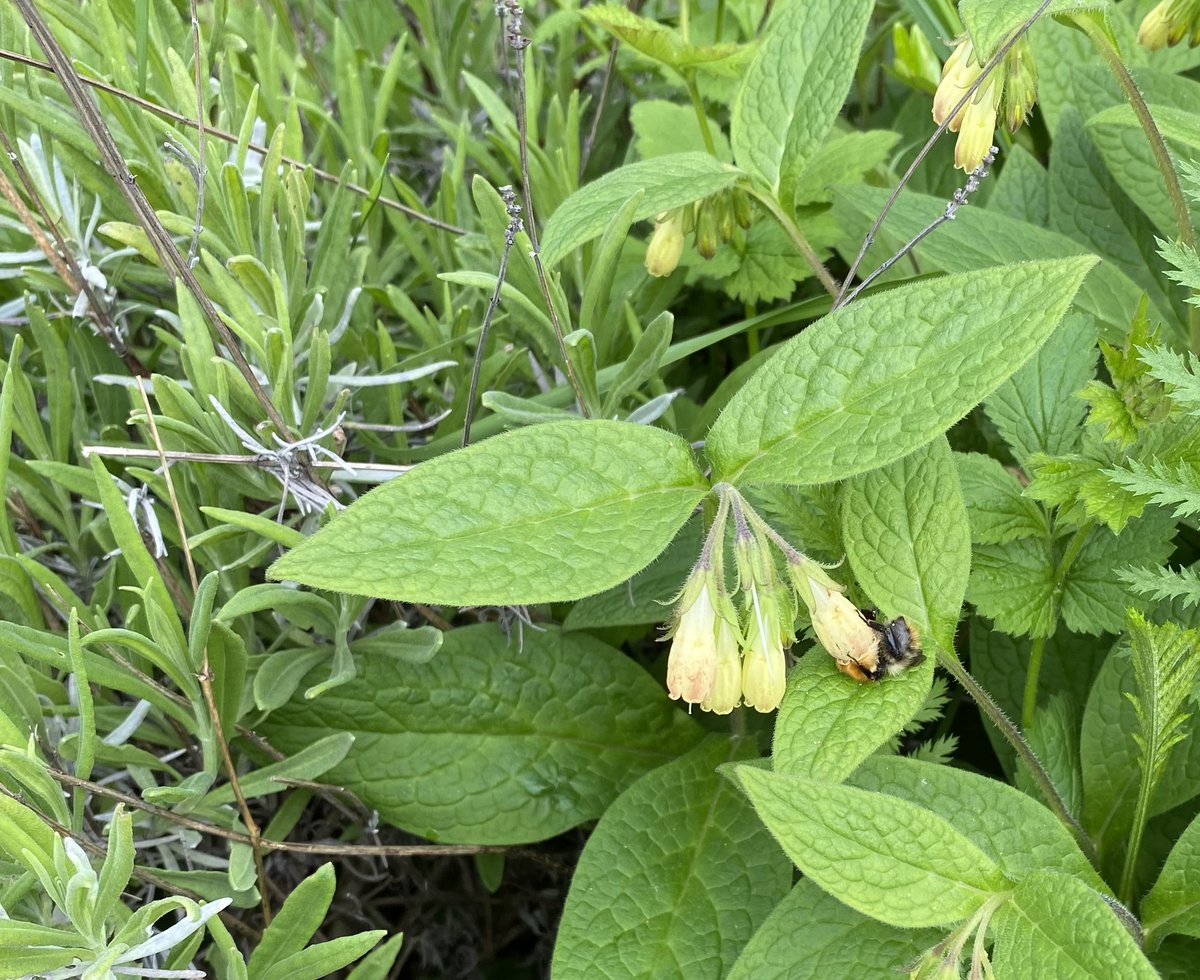 Spring is bursting out all over at the Gorgie Farm Site. To find out about progress at the site, have a look at the update presentation on the @evoc_edinburgh website evoc.org.uk/projects/gorgi…