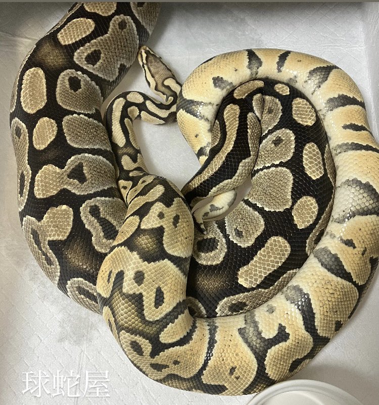 ダメ押しの一回🤞

#ボールパイソン
#ballpython
#爬虫類
#球蛇屋