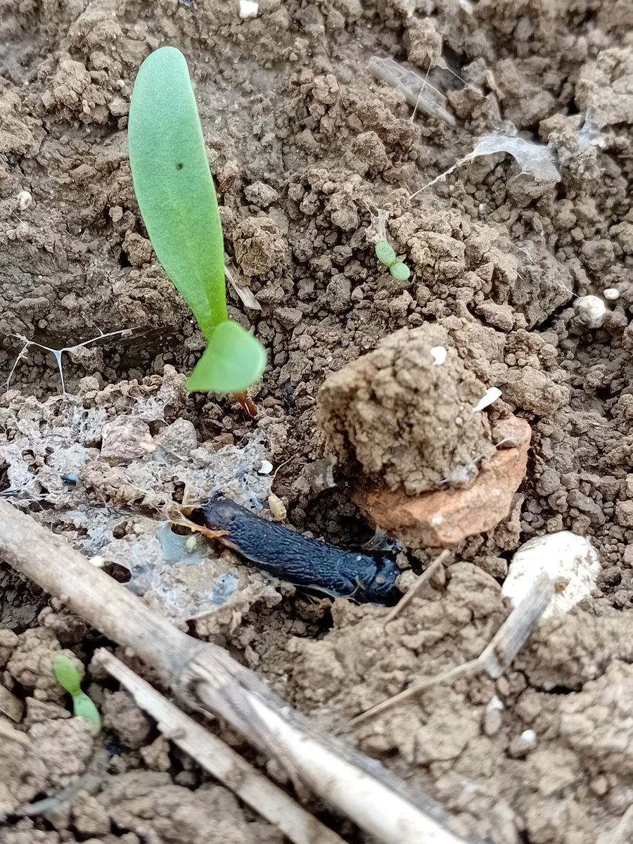 GUYOT Vincent tweet media