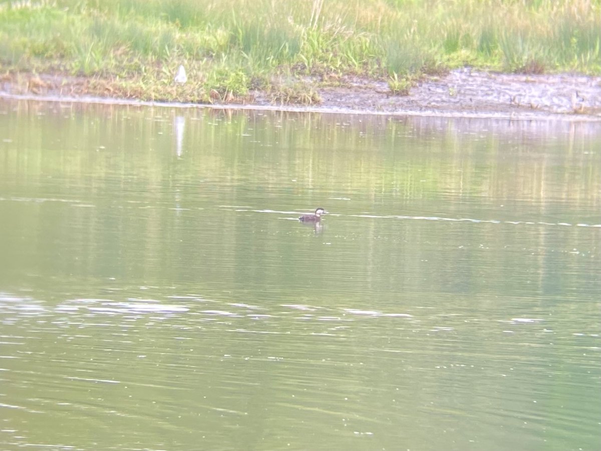 Not expecting to come across a Common Scoter at work this morning, hence no camera. @Pensthorpe @RareBirdAlertUK @wvbs1 @NorfolkBirds