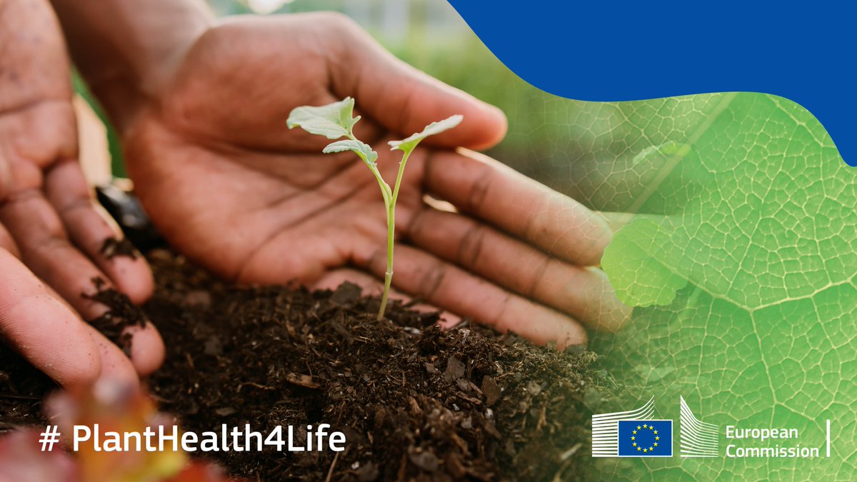 Plants🌱are the basis of our food chain. 
That's why #EUPlantHealth rules protect crops, fruits, vegetables, flowers, ornamentals & forests from pests and diseases. Join #PlantHealth4Life & find out how you can help keep plants healthy👉 shorturl.at/EIOY2
#PlantHealthDay