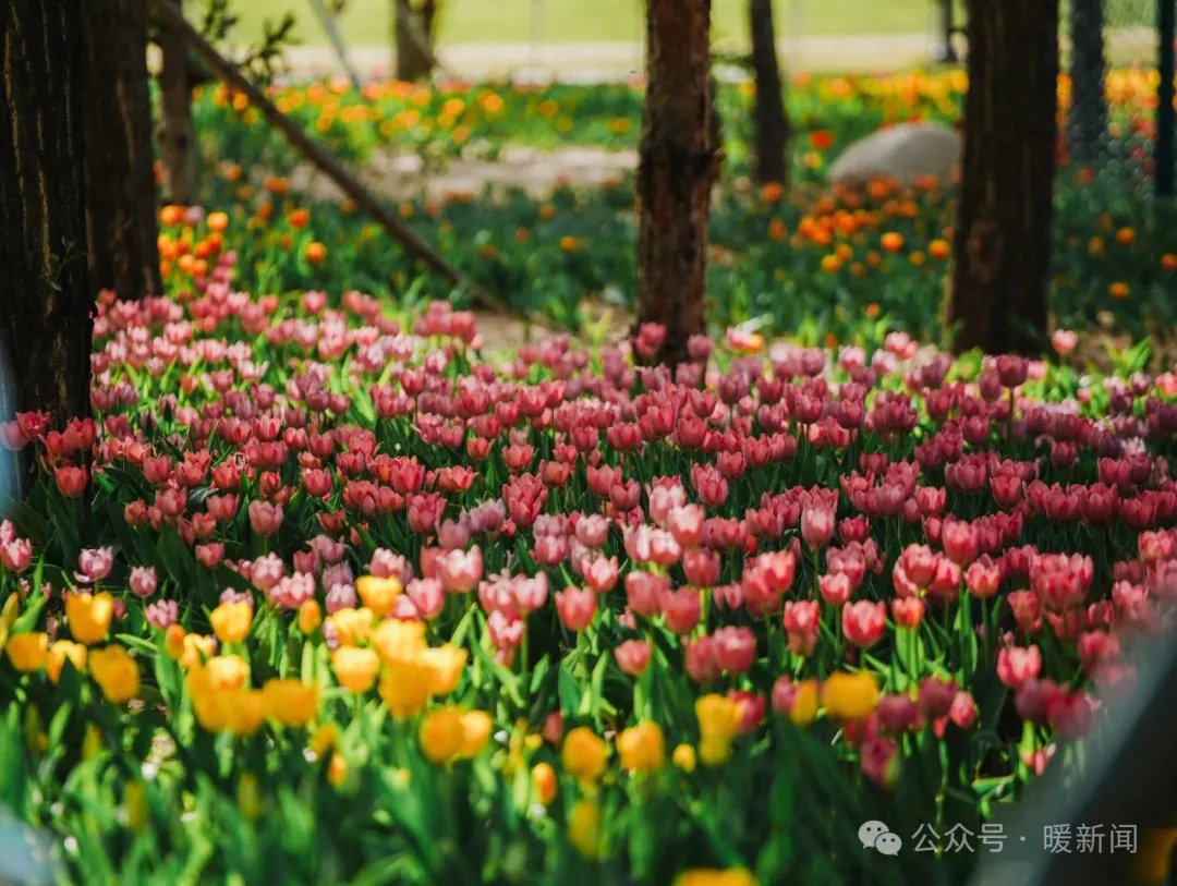 OrdosChina's tweet photo. In May, 2.1 million #tulips 🌷begin to bloom in #Kangbashi district of #Ordos city. Like dancers in the breeze, they sway gently, inviting locals and tourists to revel in the splendor of #spring. #TourOrdos https://t.co/IUyNyiaQA3