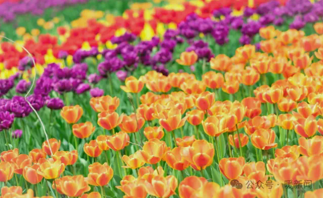 OrdosChina's tweet photo. In May, 2.1 million #tulips 🌷begin to bloom in #Kangbashi district of #Ordos city. Like dancers in the breeze, they sway gently, inviting locals and tourists to revel in the splendor of #spring. #TourOrdos https://t.co/IUyNyiaQA3
