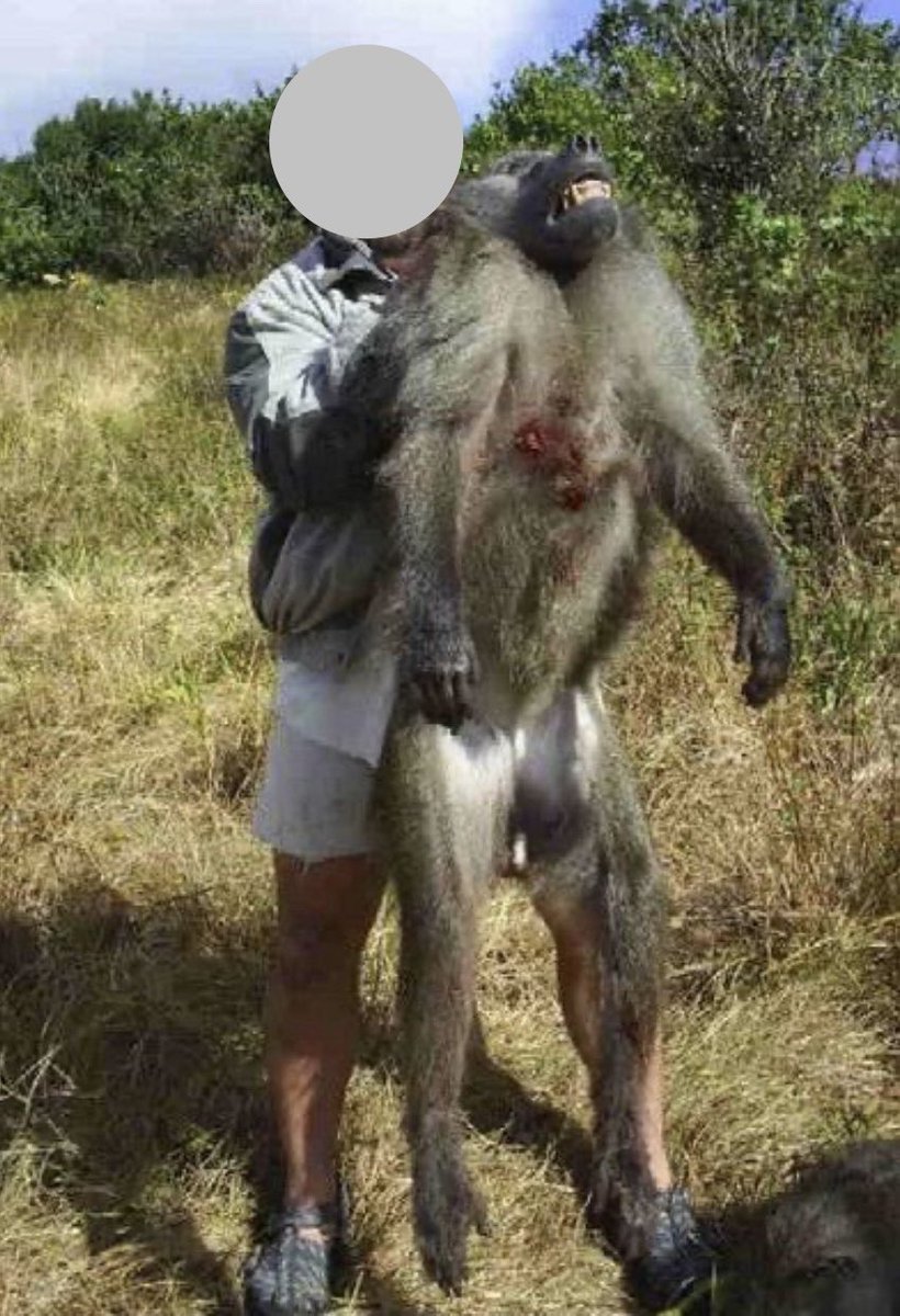 30 conservation organisations have written an urgent letter to Minister Creecy regarding the process and circumstances surrounding the issuing of a permit to kill 20 baboons on the Blyde River Botanical Reserve in Limpopo Province. wapfsa.org/urgent-request…