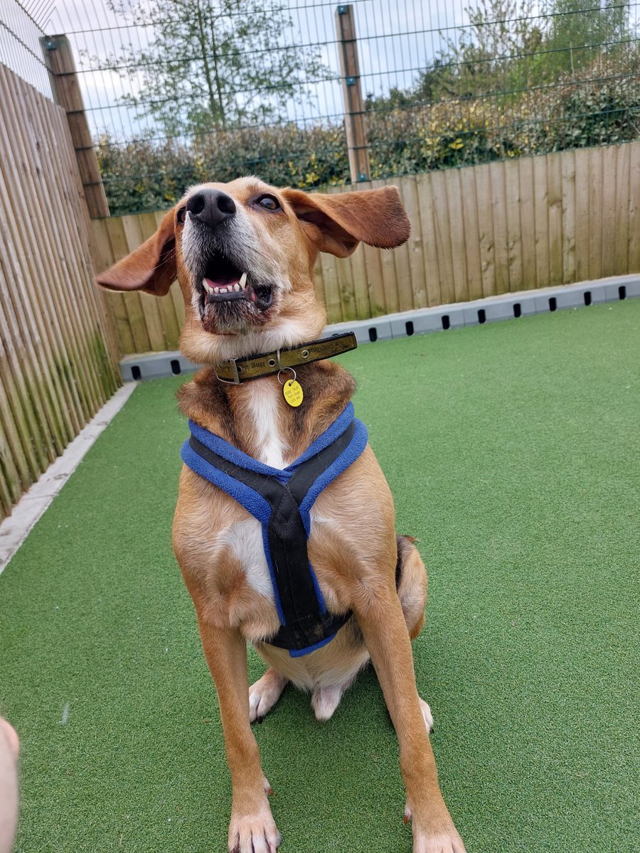 Toffee and his ears are the best!! 😍😍😍

Meet him here👉 dogstrust.org.uk/rehoming/dogs/…

#rescuedog #adoptdontshop #rehome #bigears #hound #polishhound #adorbs #leeds #rescuedogoftheday @DogsTrust