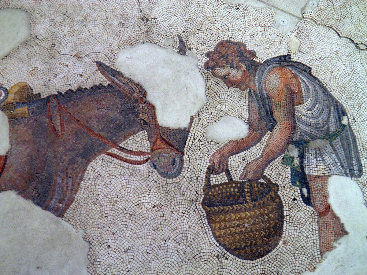 #InternationalDonkeyDay 🫏 A man feeding a donkey, detail of the 6th-century AD mosaic floor from the Great Palace of Constantinople (Palatium Magnum). Palace Mosaic Museum, Istanbul.