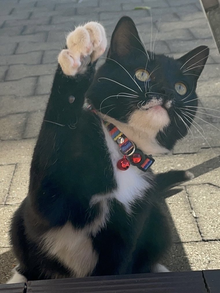 Put your hands up!🙋

#energetic #cat #catlife #halfstraycat #whitecat #blackcat #lovelycat #pawpads #cattastic #catoftheday