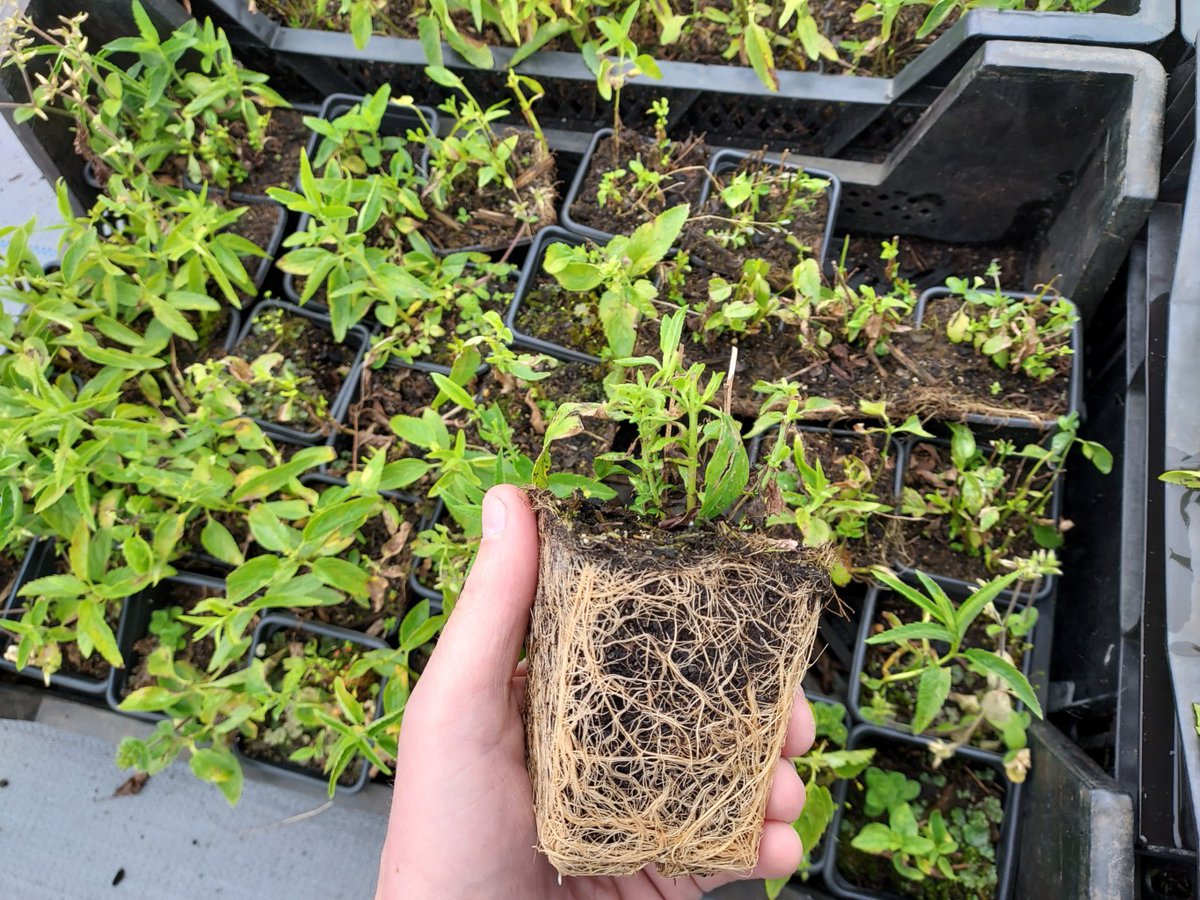 Met bloeiende vaste planten helpt u de insecten. Koopt u via een webshop, dan kan er best wel bruin blaadje tussen zitten. Geen probleem, want dat zijn juist de sterke overgebleven planten met veel wortels en die doen het het beste in uw tuin.  #blijmetdebij <a href="/perennial_power/">Perennial Power</a>