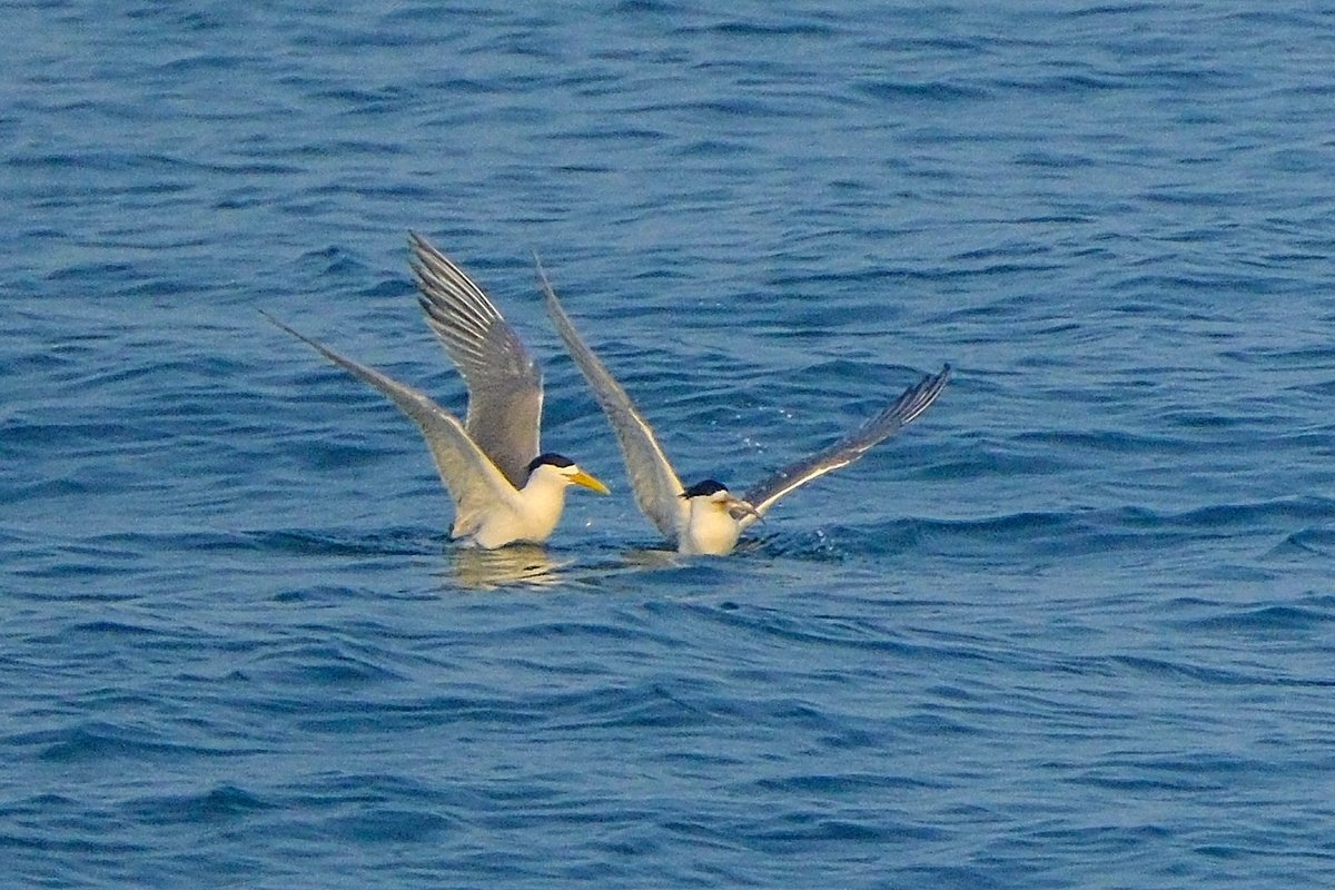 求愛給餌~~🥰🥰 #鳳頭燕鷗 オオアジサシ　Great Crested Tern