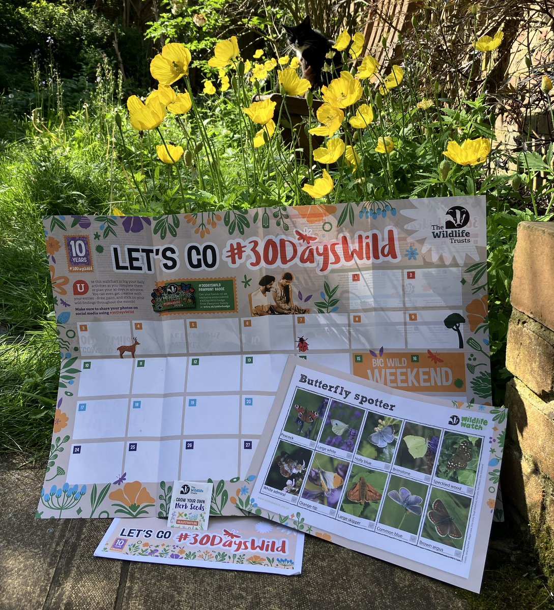 Our free #30dayswild pack is here (on David Attenborough’s birthday)! We love all the great tips and suggestions for new adventures - plus some herb seeds to plant! This year’s challenge is extra special as we both mark 10 years... sign up now with @WildlifeTrusts and go wild!