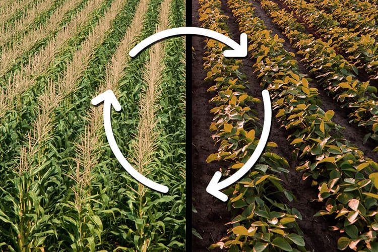 By rotating crops, farmers can disrupt the life cycles of pests and pathogens, preventing them from establishing themselves in the soil and maintaining control over the agricultural ecosystem.