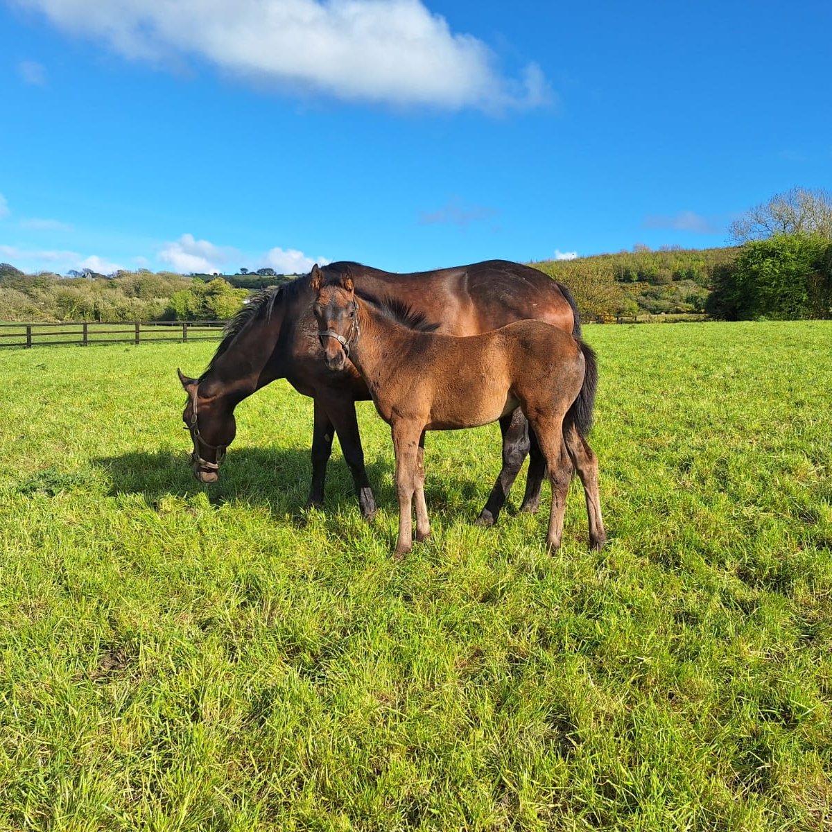 🌴Another strong, attractive BAYSIDE BOY foal! 🌞This filly is enjoying the sunshine with her dam Kirati Beach-a winning half-sister to LWG2p Sir Erec, from the family of Gr.1 winners Footstepsinthesand, Power, Curvy & One Master. Bred by GCE Farm(@Pattobin67) #RPFoalGallery