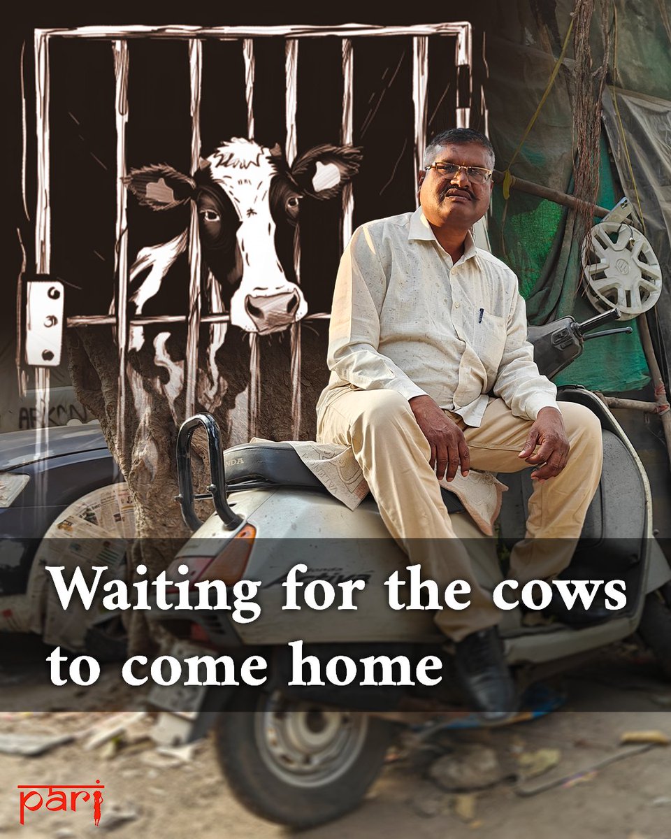 Waiting for the cows to come home (A thread)