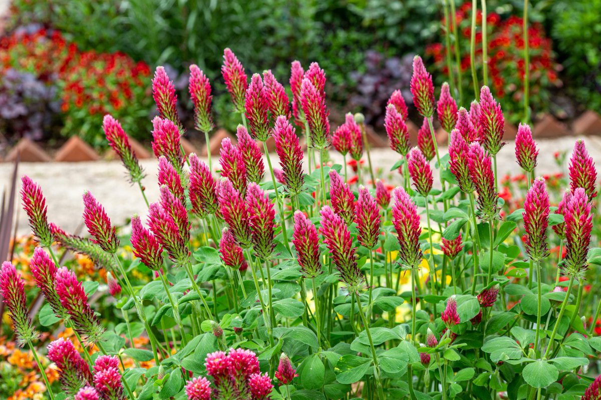 Your organic garden in May 🍃

Head over to @gardenorganicuk for May’s #organic growing advice, plus what to sow & grow this month, including green manures like red clover
👉 gardenorganic.org.uk/expert-advice/…

#organicgrowing #organicgarden #organicgardening #organicliving #gardeningx