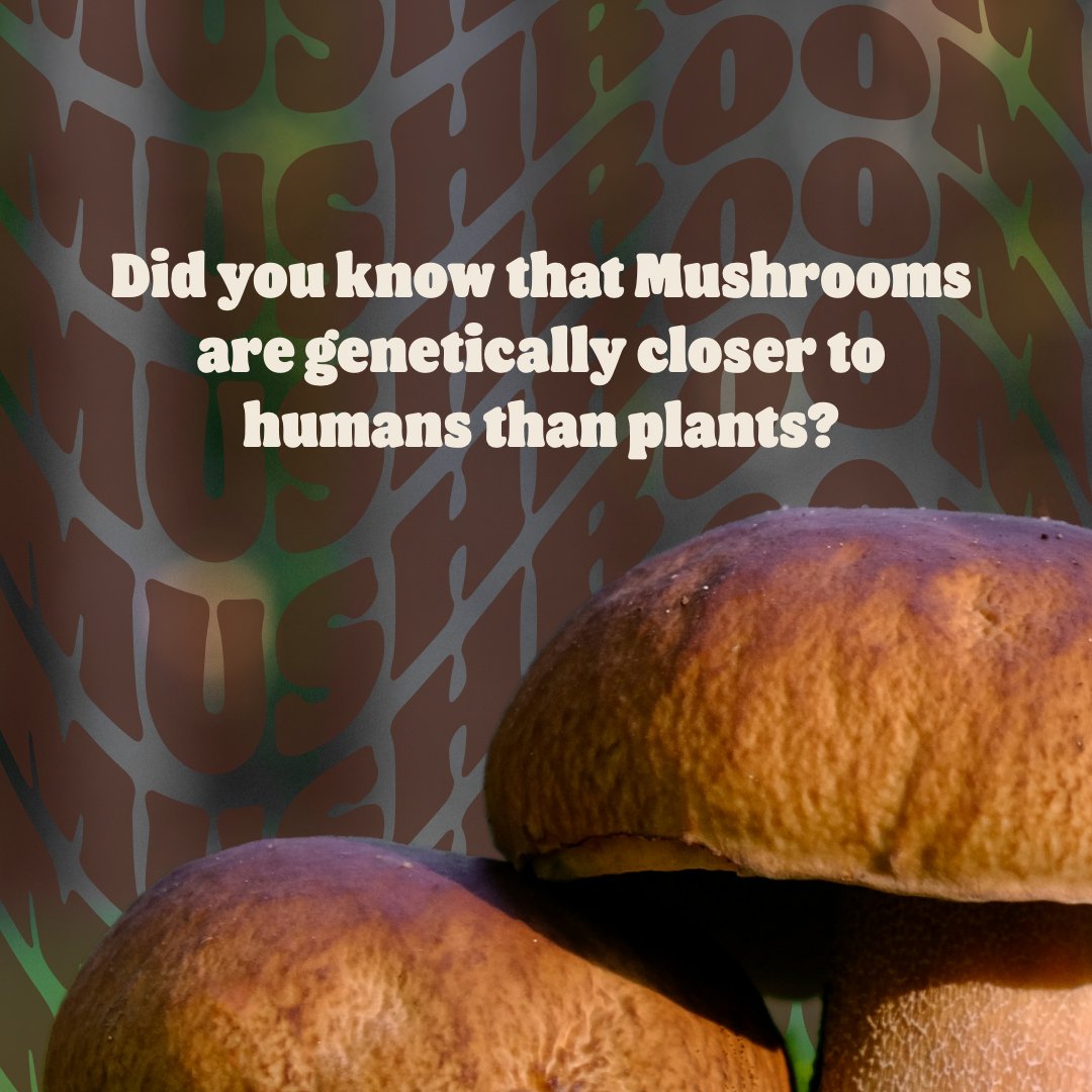 burgerking_uae's tweet photo. إكستريم تشيزي مشروم تقدم: مجموعة من المعلومات الإكستريم.. مثلها!
#برجر_كنج

Extreme Cheesy Mushroom presents: Tasty bites of weirdness.
#burgerking https://t.co/xQlgAf5Z6s