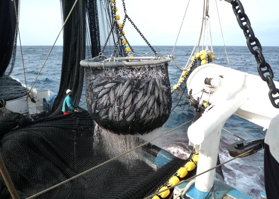 La flota atunera española logra el sello sostenible MSC para el 76 % de sus capturas. Si quieres leer la noticia completa: rutapesquera.com/la-flota-atune… o bien en: rutapesquera.com #rutapesquera #rutanaval #revistarutapesquera