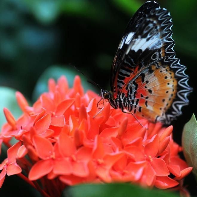 Gloriously patterned butterfly found in the natural surroundings of Changsha. 🦋

#Changsha #Hunan #TravelChina #HunanProvince #Photography #ChangshaCity #China