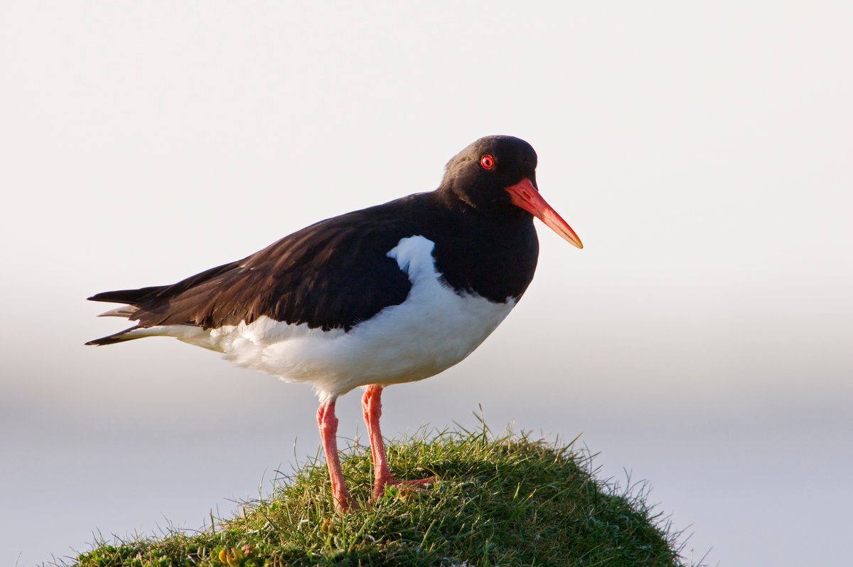 As part of Wader Week, we're shining the spotlight on wading birds and the threats they face. In today's blog, NatureScot Ornithologist and Working for Waders Chair, Dave Parish gives us an insight into the many species, their habitats and lifestyles. orlo.uk/PeAN2