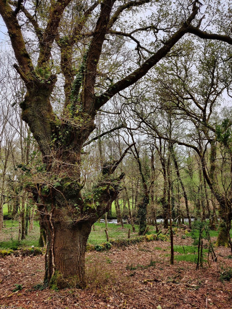 Mellor, pola sombra, á beira do río 🌿 🍀💙☀️. Bo día chiador@s. 📷📌 Val do Umia. #Photography #photo #mobilephotography #nature #natureza #naturaleza #landscape #Spring #Countryside #Galicia #Galiza