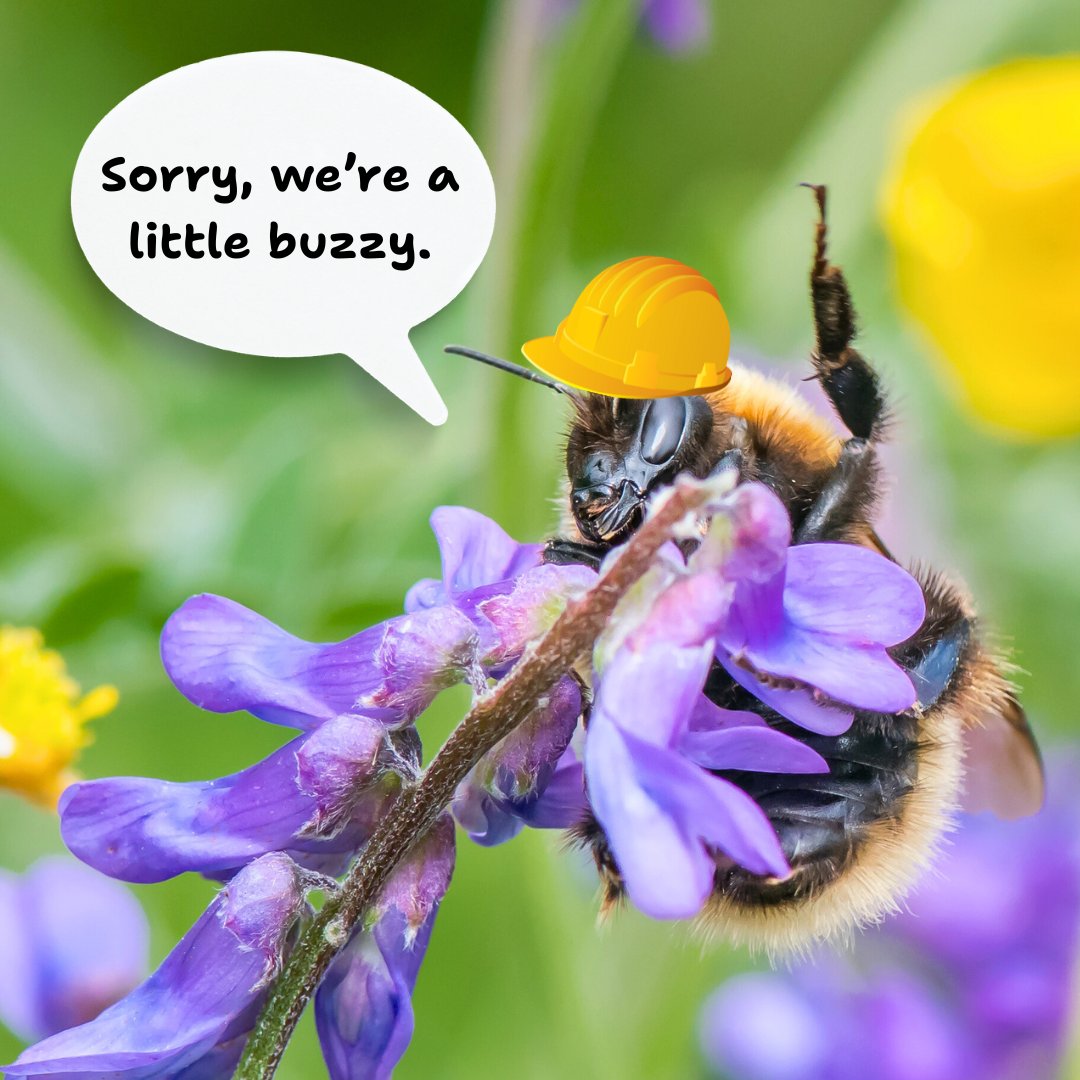 Spring is a time when many bumblebee queens are setting up their nest site 🐝 We too are a little buzzy working on website maintenance this week. Please hang in there while we get things ready 💜